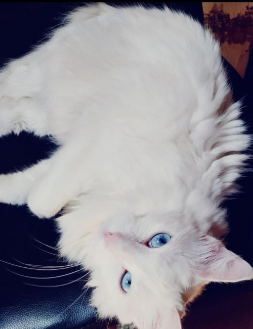 Milú