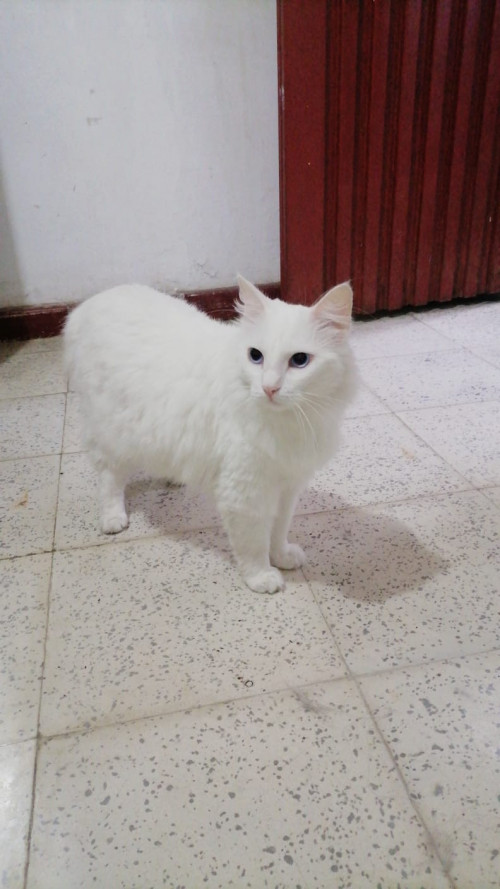 Milú