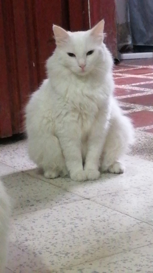 Milú
