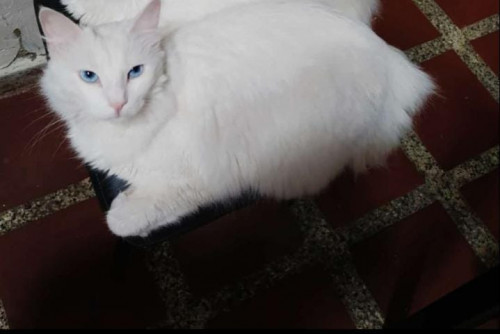 Milú
