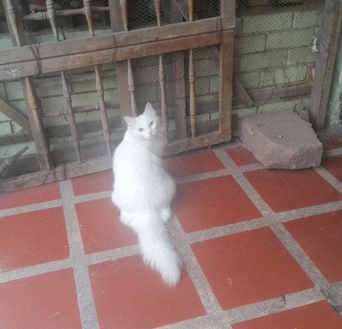 Milú