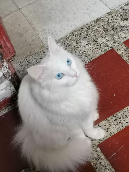 Milú
