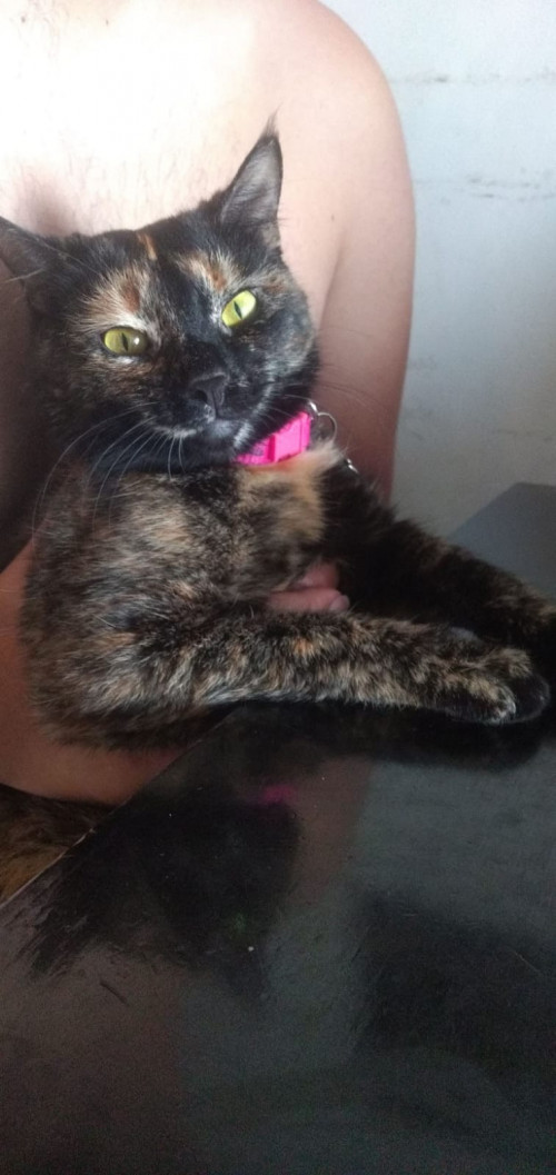 Chuchi 