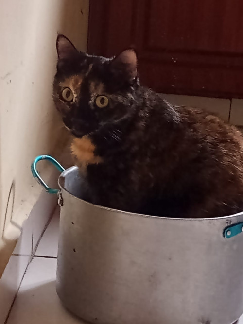 Chuchi 