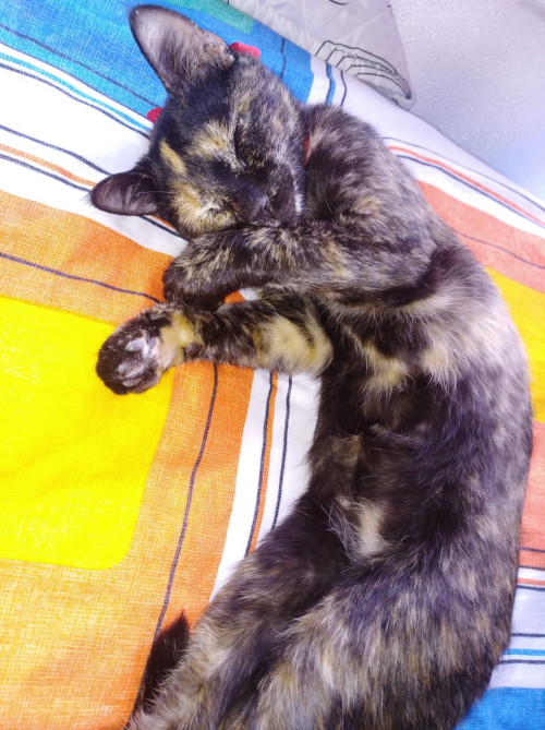 Chuchi 