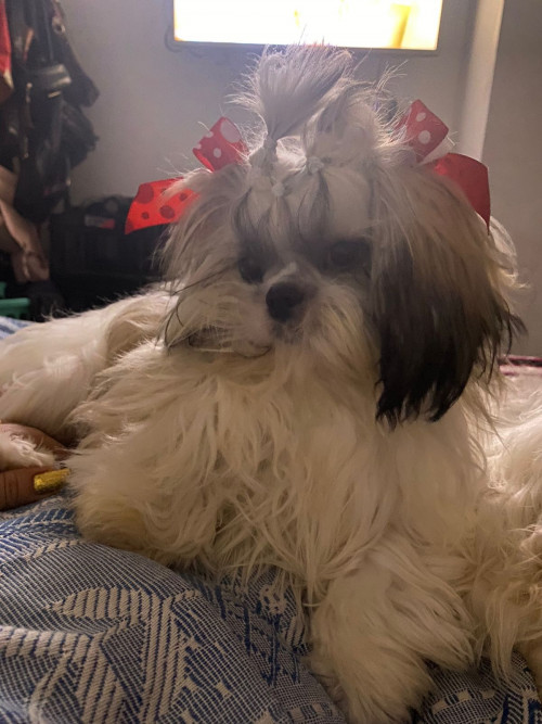 Laika