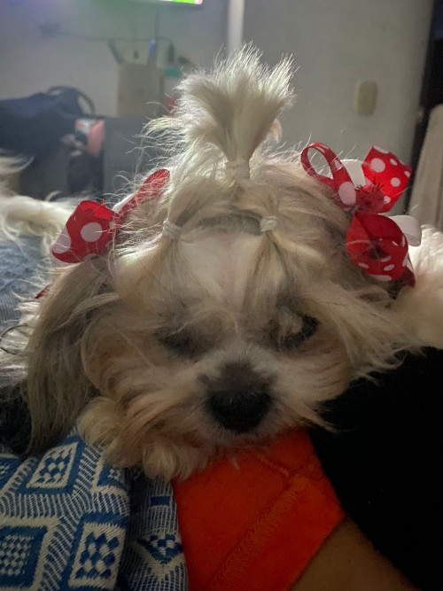 Laika