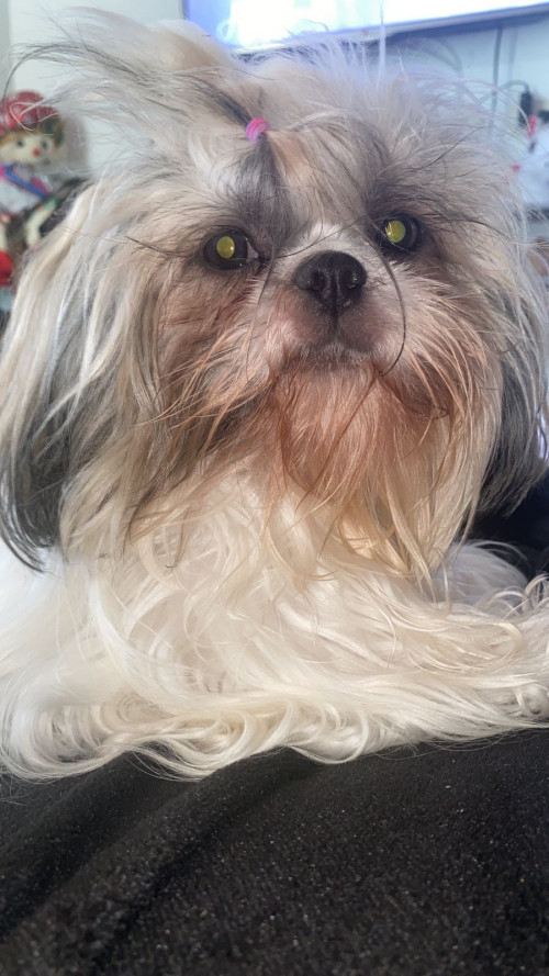 Laika