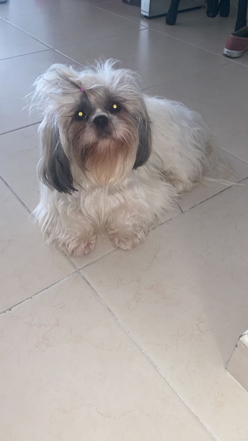 Laika