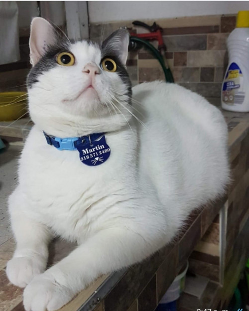 Martín
