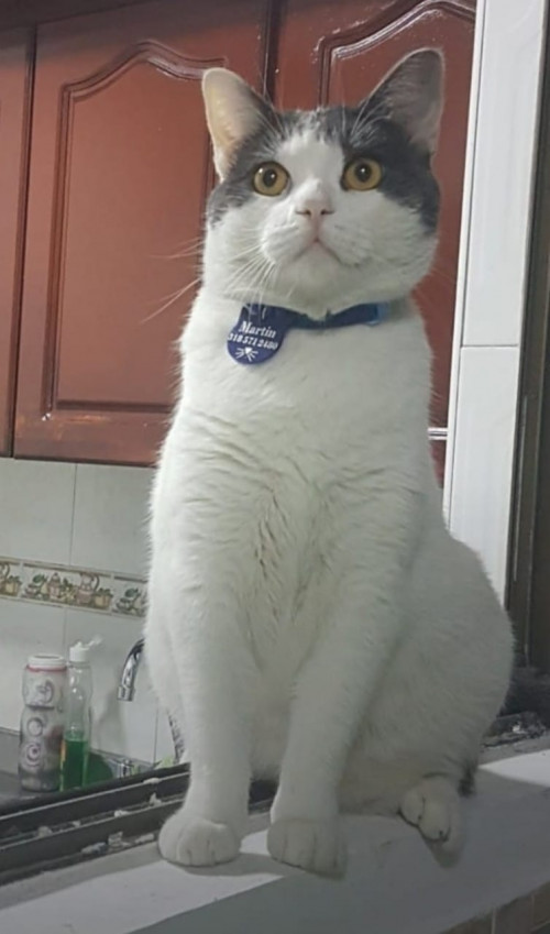 Martín