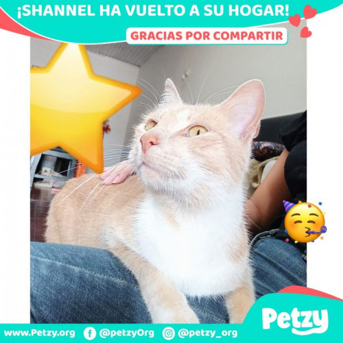 Foto de mascota Shannel
