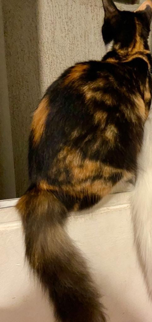 Missy
