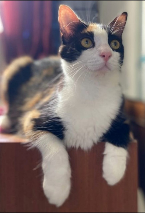 Missy