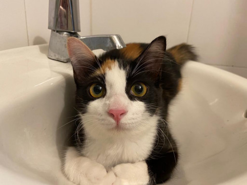 Missy