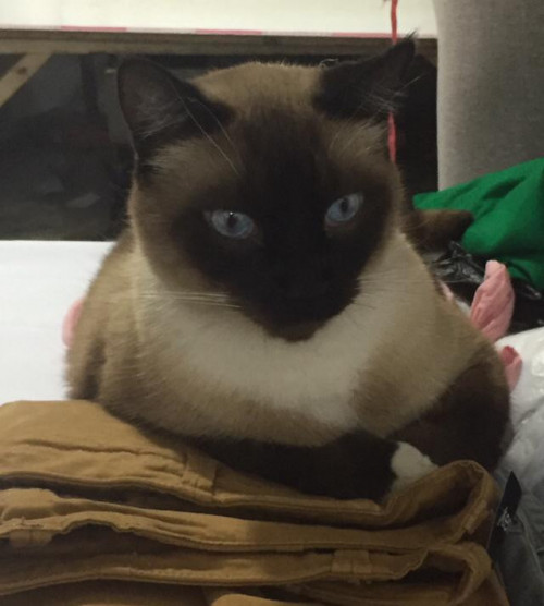 Michi