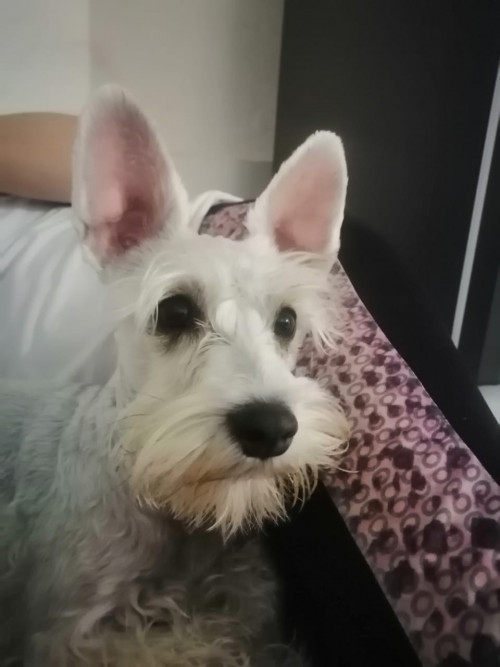 Nina