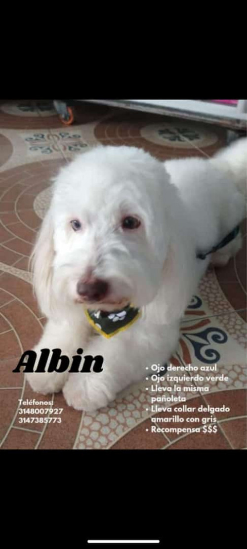 Albin