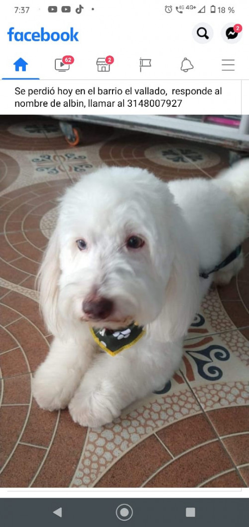 Albin