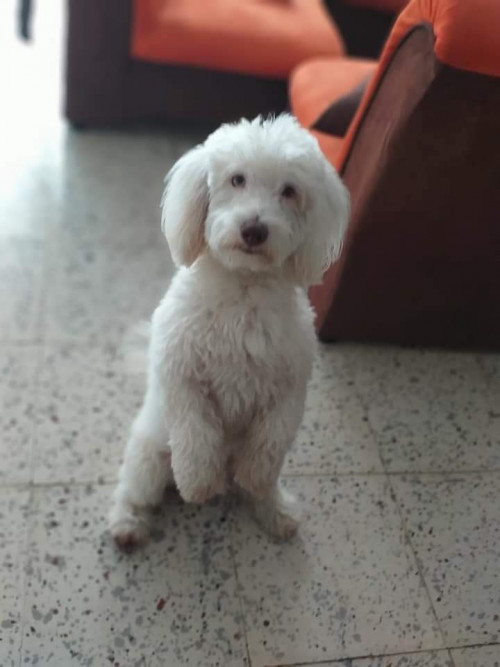 Albin