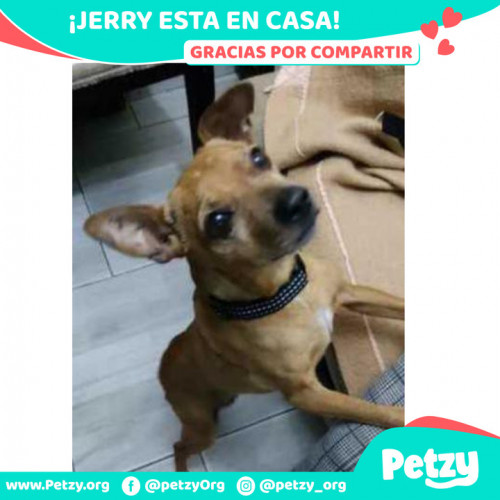 Foto de mascota Jerry