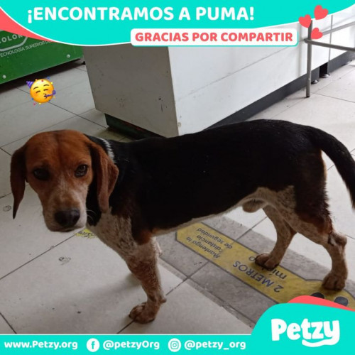 Foto de mascota Puma