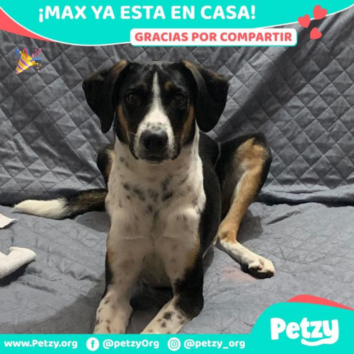 Foto de mascota Max 