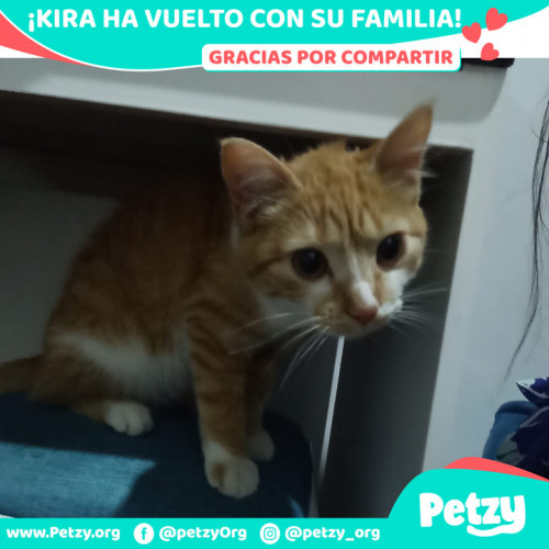Foto de mascota Kira