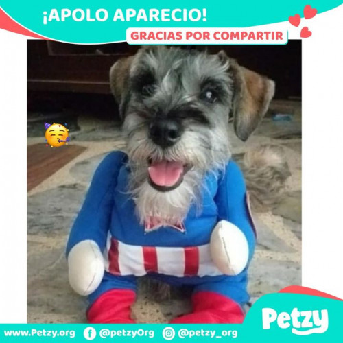 Foto de mascota Apolo