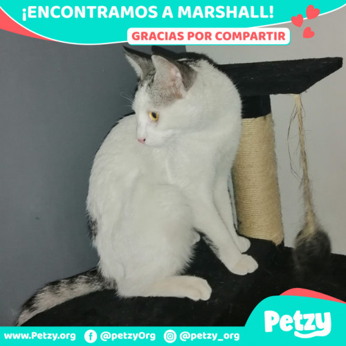 Foto de mascota Marshall