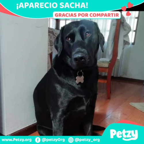Foto de mascota Sacha