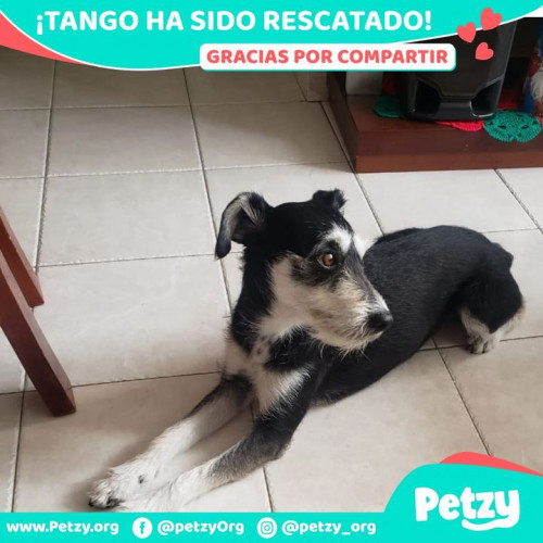 Foto de mascota Tango