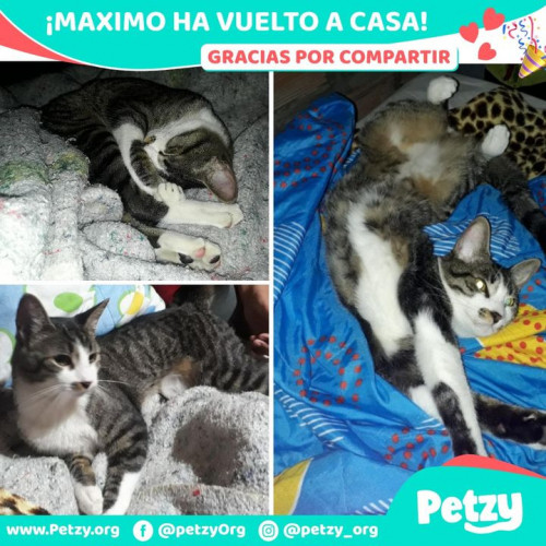 Foto de mascota Maximo