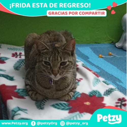 Foto de mascota Frida