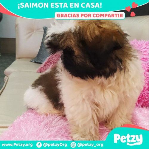 Foto de mascota Saimon