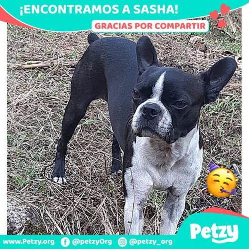 Foto de mascota Sasha