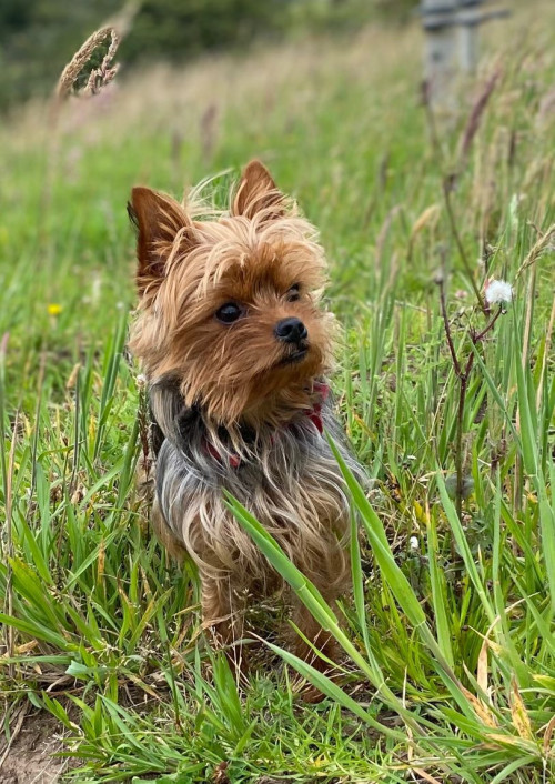 Rocko