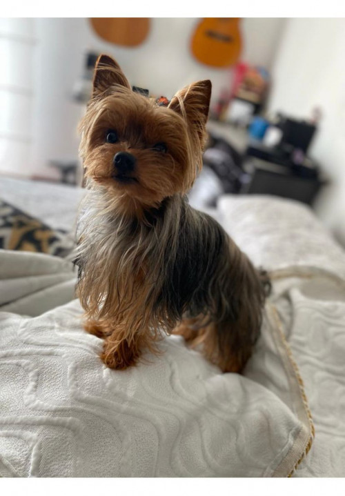 Rocko