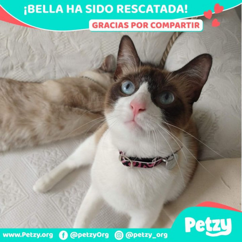 Foto de mascota Bella