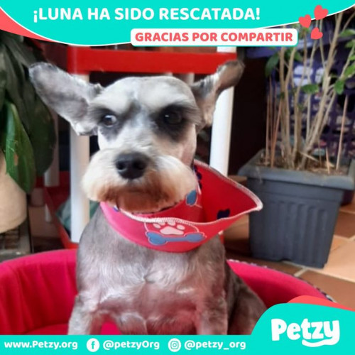 Foto de mascota Luna