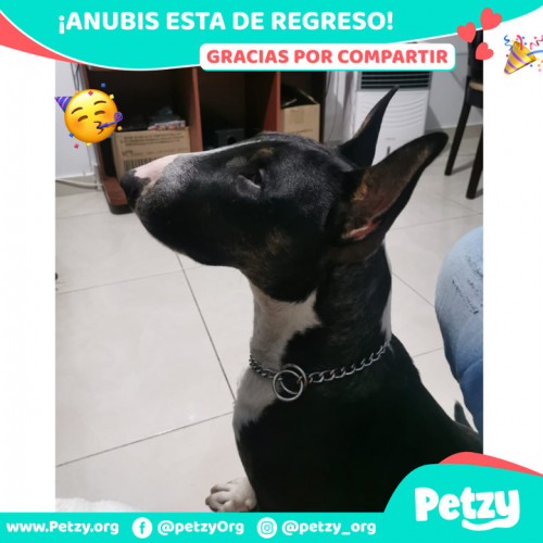 Foto de mascota Anubis