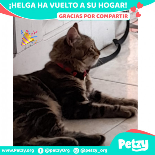 Foto de mascota Helga