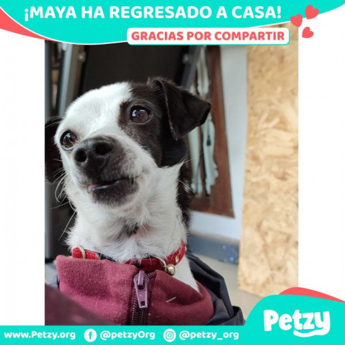 Foto de mascota Maya