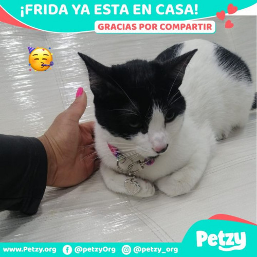 Foto de mascota Frida