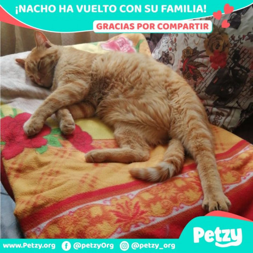 Foto de mascota Nacho