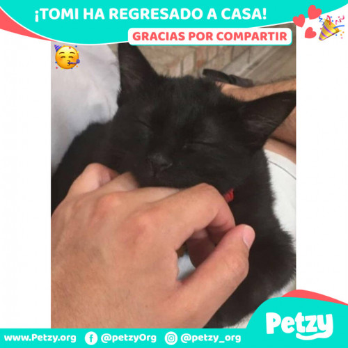 Foto de mascota Tomi