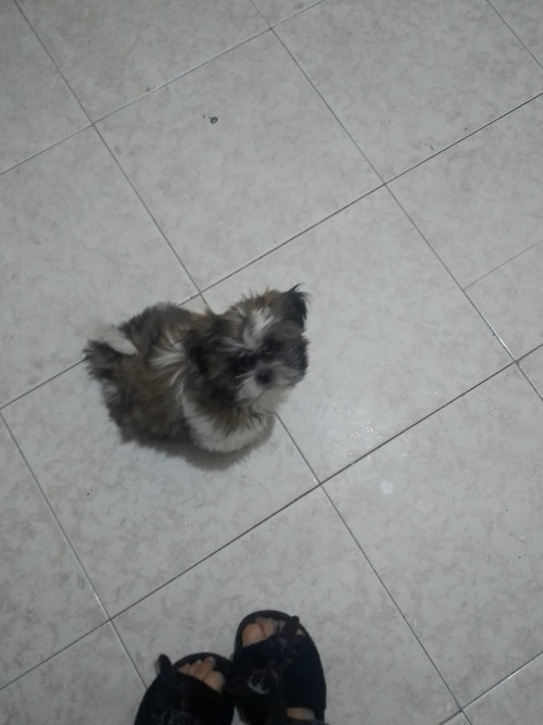 Jaku