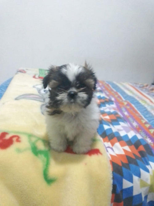 Jaku