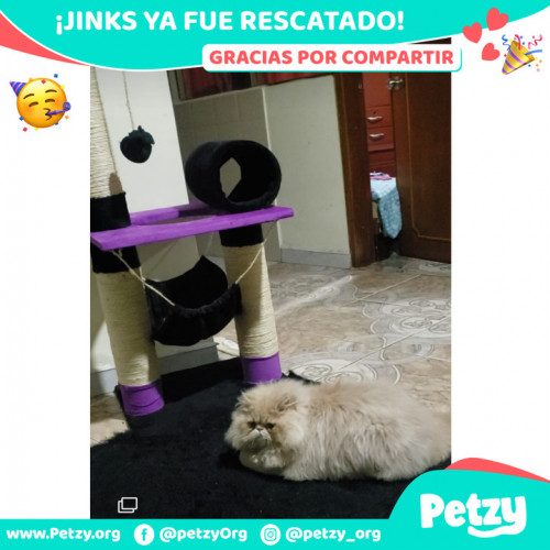 Foto de mascota Jinks