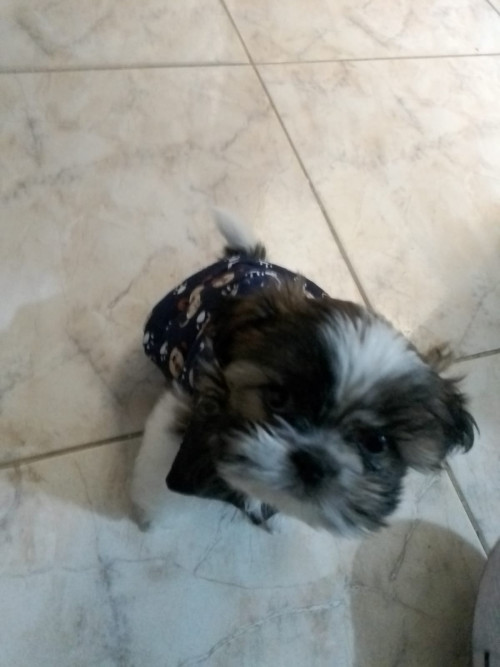 Jaku